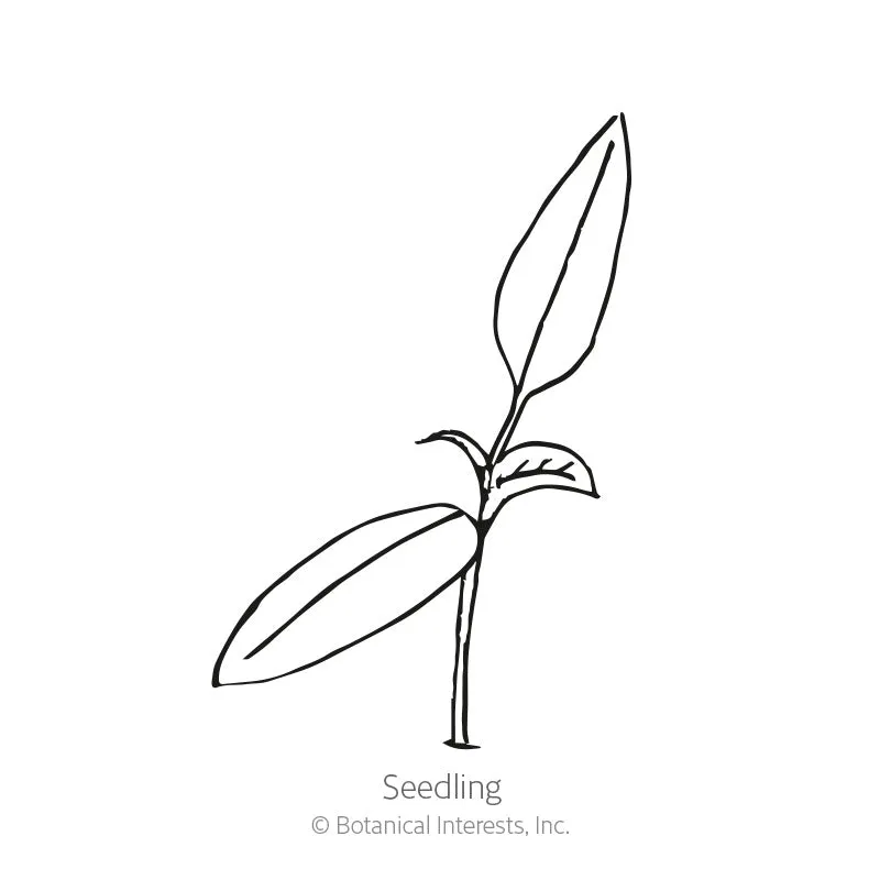 Shishito Chile Pepper Seeds